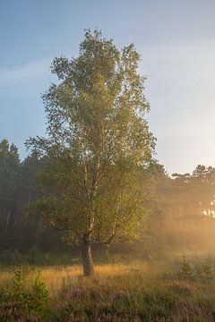 Birke auf der Heide bei Sonnenaufgang