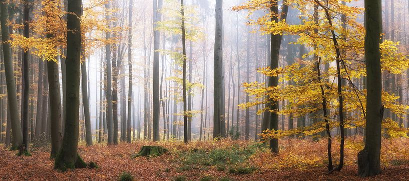 Forest panorama - Bright forest in autumn by Tobias Luxberg