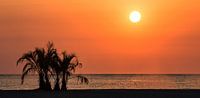 Palmbomen in de zonsondergang aan zee van Frank Herrmann thumbnail