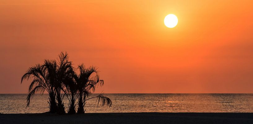 Palmbomen in de zonsondergang aan zee van Frank Herrmann