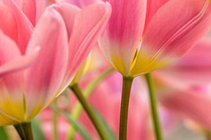 tulpen  ,roze van Marco Liberto