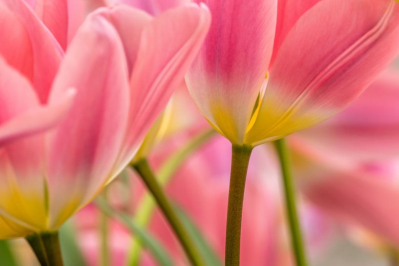 Tulpen,rosa von Marco Liberto