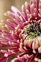 The Flower Chrysanthemum - Shape and Refinement 002