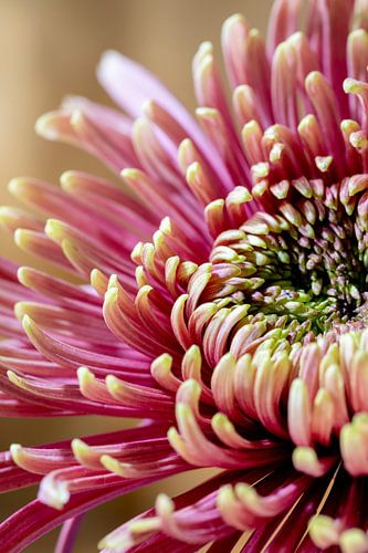 Die Blume Chrysantheme - Form und Verfeinerung 002