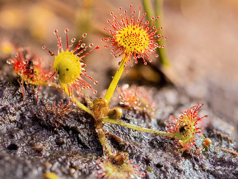 Sundew-2 by Pim Weeda