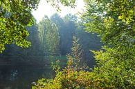 Herfst in de Bremer Wallanlagen, Duitsland, Europa van Torsten Krüger thumbnail