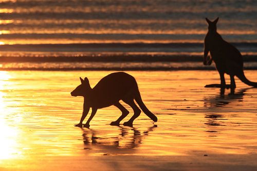 kangoeroe op strand bij zonsopgang, mackay, noord queenland, australië