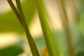 stripes and planes by Arjan Keers