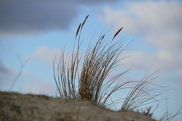 Helmgras in duingebied tegen winterse lucht van Ronald H