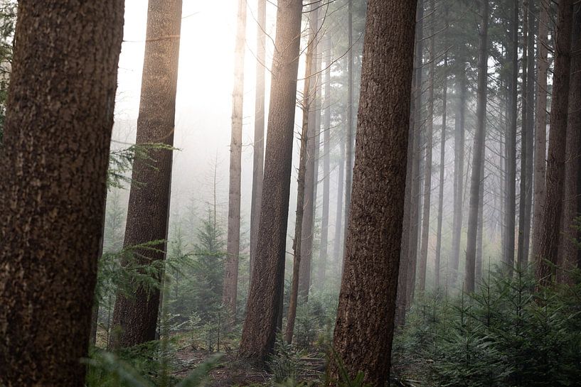 Forêt de conifères dans la brume par Karel Ton