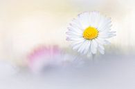Peaceful daisy van Bob Daalder thumbnail