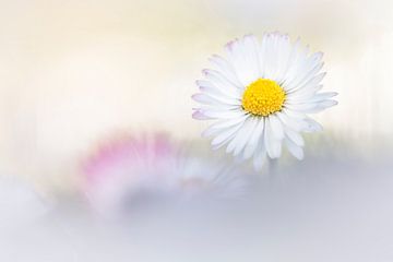 Peaceful daisy van Bob Daalder