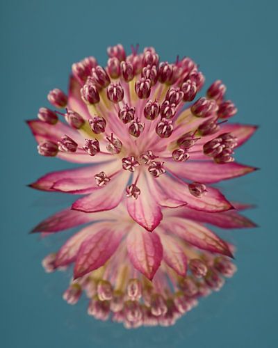 Bloem van Zeeuws Knoopje met petrol kleurige achtergrond