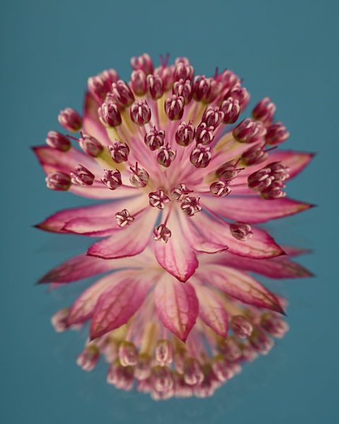 Fleur de nœud zélandais sur fond de couleur pétrole par Marjolijn van den Berg