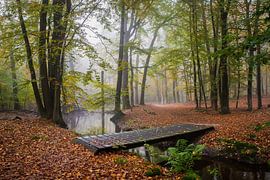 Leuvenumse beek in mist en herfst kleuren! van Peter Haastrecht, van
