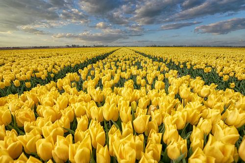 bollenvelden Goeree-Overflakkee