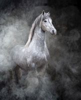 Paard in rook