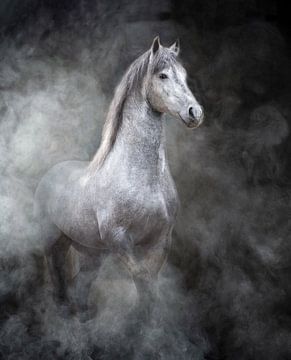 Paard komt uit de rook