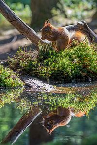 Squirrel on the waterfront.