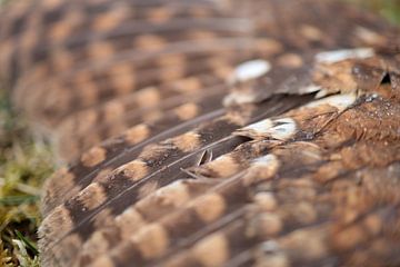 Wing of a tawny owl