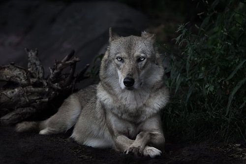 directe strenge blik van een strenge vrouwelijke wolf zittend in het midden van het frame, symmetris