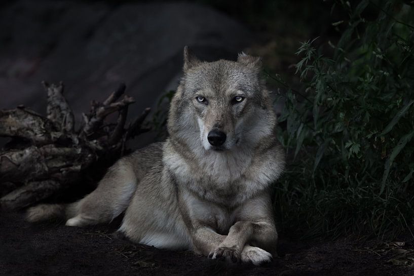 direct stern gaze of a strict female wolf sitting in the center of the frame, symmetrical compositio by Michael Semenov