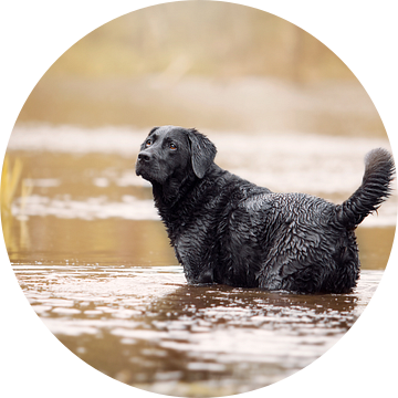 Labrador retriever hond in het water van Lotte van Alderen