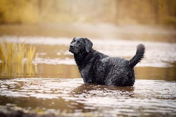 Labrador retriever hond in het water van Lotte van Alderen