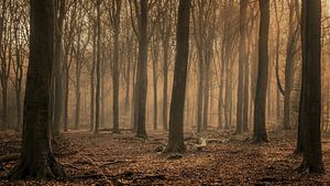 Wintermorgen in het bos