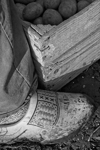 Aardappel-oogst op klompen in ouderwetse kist