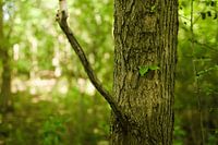 De boom in het bos