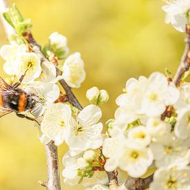 Bumblebee in blossom by Miranda Geerts Art