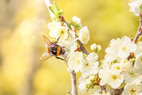 Hommel in bloesem