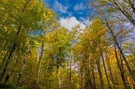 Autumn hike through the Thuringian Forest by Oliver Hlavaty thumbnail