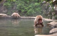 Monkey bath van BL Photography thumbnail