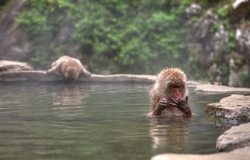 Monkey bath van BL Photography