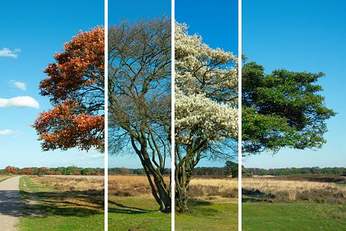 Currant tree in four seasons