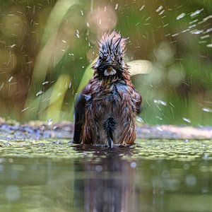 Vlaamse Gaai in bad van Photo Henk van Dijk