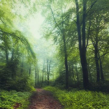 Zomergeur - loofbos in de ochtend van Dirk Wüstenhagen