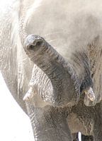 Olifant 