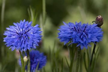 twee blauwe korenbloemen of Centaurea cyanus in een veld