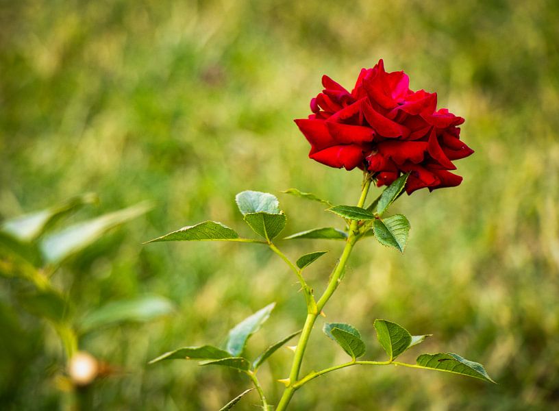 Rose rouge par Yann Mottaz Photography