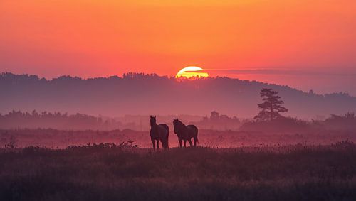Horses in a misty meadow