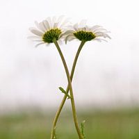 Flowers in Love
