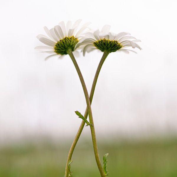 Blumen in der Liebe von Wouter Bos