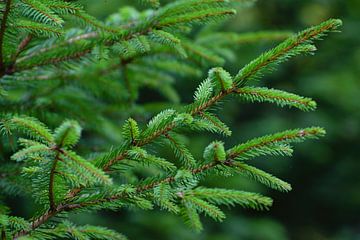 Young vivid green spruce twigs
