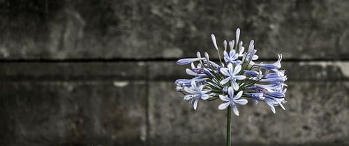 Agapanthus 