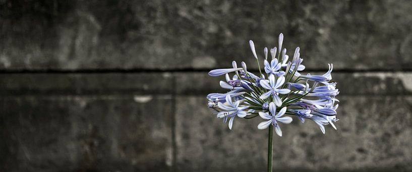 Agapanthus  par Sense Photography