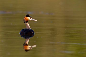 Fuut (Podiceps cristatus) van Dirk Rüter