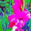 gLADIOLE von M.A. Ziehr